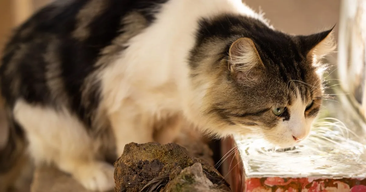 Cat drinking from a water bowl by a window